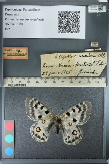 Media type: image;   Entomology 175490